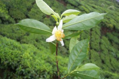 Een woordje over Japanse groene thee