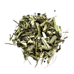 Rode Zonnehoed (Echinacea purpurea)