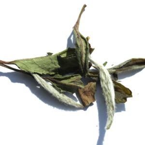 Pai Mu Tan - Bio